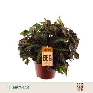 Begonia (Rex Grp) Magic Colours Lio Dance
(8 Plants/Order)(12cmP 25cmH)
