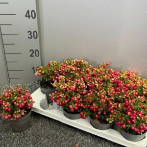 Gaultheria Pernettya red
(12 Plants/Order)(10.5cmP 20cmH)