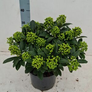 Skimmia japonica Pabella 23cm 20+ receme
(1 Plants/Order)(23cmP 50cmH)