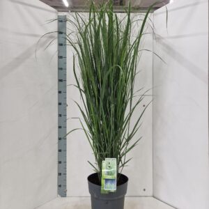 Panicum virgatum Northwind'
(1 Plants/Order)(29cmP 150cmH)