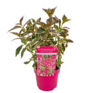 Hydrangea serrata Euphoria 'Pink'
(6 Plants/Order)(15cmP 40cmH)