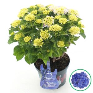 Hydrangea macrophylla other Music Collection® 'Blue Ballad'® C5 (23cm.) Kn.
(1 Plants/Order)(23cmP 45cmH)