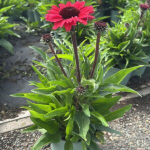 Echinacea purpurea Sunseekers Carmine/ Red
(1 Plants/Order)(17cmP 35cmH)