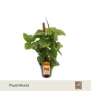 Philodendron Fibrum Mosstok
(10 Plants/Order)(12cmP 40cmH)
