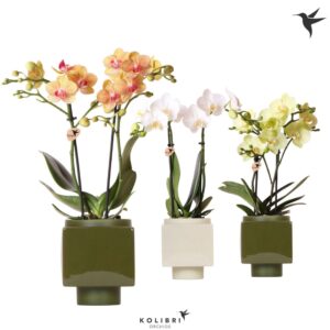 Phalaenopsis Multiflora mix 2 spike in Cube Pot green
(6 Plants/Order)(9cmP 40cmH)