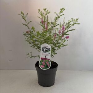Indigofera heterantha Gera
(1 Plants/Order)(17cmP 60cmH)