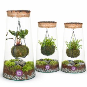 Indoor plants Wardians Terrarium - Kokedarium Triton mix
(3 Plants/Order)(17cmP 30cmH)