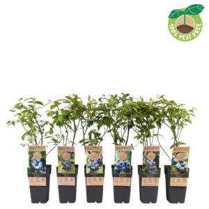 Vaccinium corymbosum mix laag, P15
(10 Plants/Order)(15cmP 40cmH)