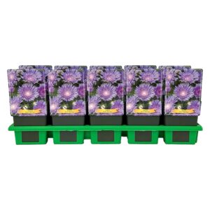 Stokesia laevis Blue Star' P11
(10 Plants/Order)(11cmP 25cmH)
