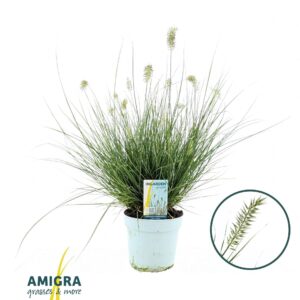 Pennisetum Little Honey alop.
(6 Plants/Order)(17cmP 50cmH)