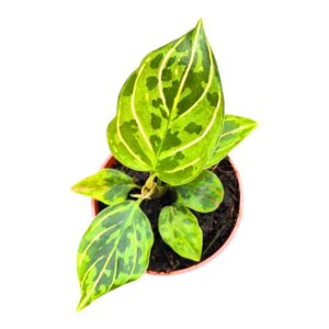 Aglaonema other Aglaonema Red Army
(5 Plants/Order)(7cmP 10cmH)