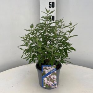Caryopteris Pink Perfection ('Lisspin'PBR)
(1 Plants/Order)(17cmP 45cmH)