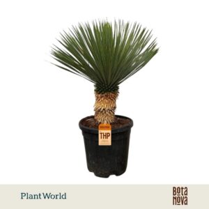 Yucca rostrata
(8 Plants/Order)(30cmP 70cmH)