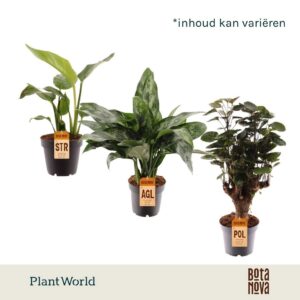 Indoor plants Groenmix Bali (diverse soorten)
(10 Plants/Order)(12cmP 30cmH)