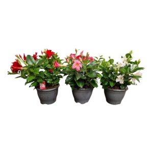 Mandevilla Rio Mandevilla Rio, 5+ stek per Pot 1 Clr per Pot
(6 Plants/Order)(17cmP 20cmH)