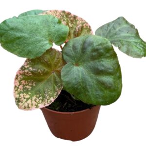 Begonia Begonia Midnight Sun
(14 Plants/Order)(8cmP 12cmH)