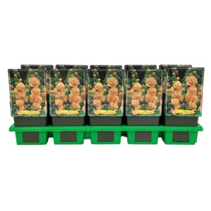 Alcea rosea 'Double Apricot' P11
(10 Plants/Order)(11cmP 25cmH)