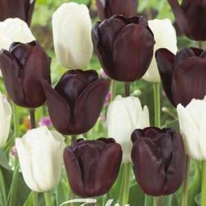 Droge Bulbs Tulipa Garden Black Jacky x 10 12/+
(10 Plants/Order)(20cmP 45cmH)
