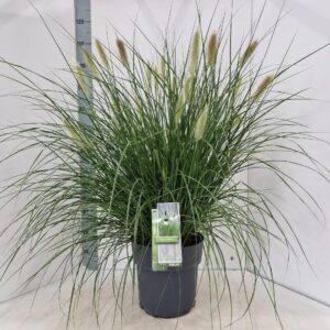 Pennisetum alopecuroides
(1 Plants/Order)(29cmP 110cmH)