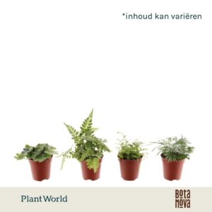 Varens mixed Tiny
(20 Plants/Order)(5.5cmP 10cmH)