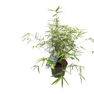 Fargesia angustissima One Boo™ Silkleaf P17
(1 Plants/Order)(17cmP 50cmH)