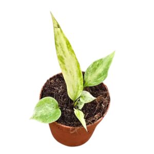 Anthurium Leaf Vittarifolium Variegata
(3 Plants/Order)(7cmP 10cmH)
