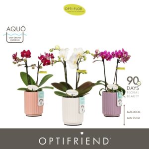 Phalaenopsis Multiflora Optifriend mix 2 spike in Molise mix Aquo
(6 Plants/Order)(7cmP 25cmH)