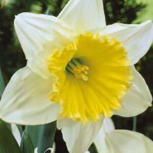 Droge Bulbs Narcissus Large Cupped Ice Follies x5 14/16
(10 Plants/Order)(5cmP 40cmH)