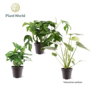 Monstera deliciosa mix
(10 Plants/Order)(12cmP 50cmH)