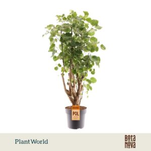 Polyscias Balfourii Balfouriana busch
(3 Plants/Order)(21cmP 80cmH)