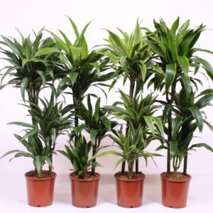 Dracaena fragrans Mixkar 60-30-15
(1 Plants/Order)(21cmP 110cmH)