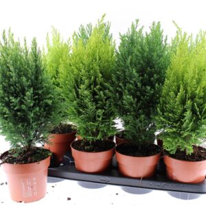 conifers conifeer mixed
(8 Plants/Order)(13cmP 45cmH)