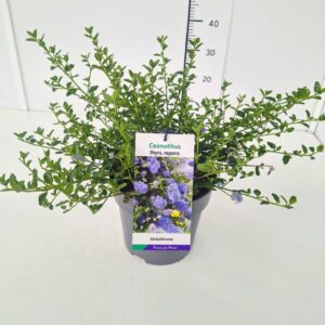 Ceanothus thyrsiflorus var. repens 20-30C5
(1 Plants/Order)(23cmP 50cmH)