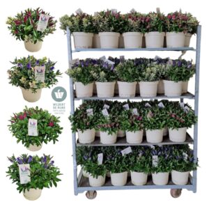 Hebe flowering mixed Queen Hebe Mixkar P23
(1 Plants/Order)(23cmP 40cmH)