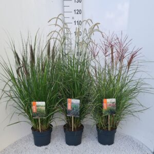 Siergrassen mix
(1 Plants/Order)(19cmP 70cmH)