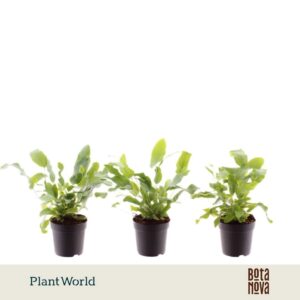 Phlebodium Blue Star
(16 Plants/Order)(7cmP 20cmH)