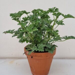 Pelargonium graveolens Isko Lemon p17 stone Pot
(6 Plants/Order)(17cmP 40cmH)