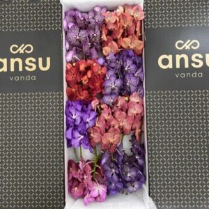 Vanda per spike mixed Vanda mix X16
(16 Plants/Order)(5cmP 25cmH)