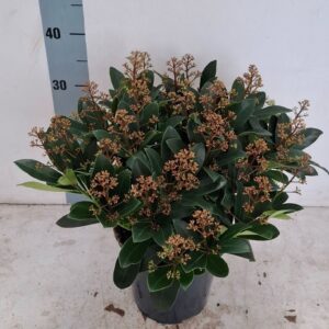 Skimmia japonica Rubella 19 cm 20+ Flower
(1 Plants/Order)(19cmP 40cmH)