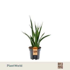 Sansevieria Friends kirkii
(11 Plants/Order)(10.5cmP 30cmH)