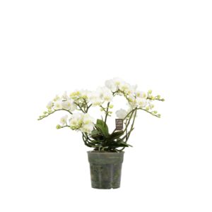 Phalaenopsis Multiflora Jungle P12 Dove 3-5 spike
(10 Plants/Order)(12cmP 40cmH)