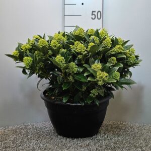 Skimmia japonica White Dwarf Schaal
(1 Plants/Order)(25cmP 45cmH)