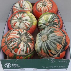 Cucurbita Turkse Muts Plant *6
(6 Plants/Order)(15cmP cmH)