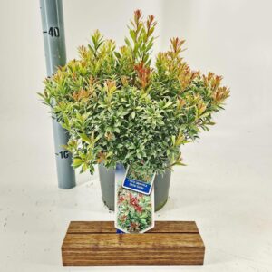 Pieris japonica Little Goldy ('Opstal 65'PBR)
(1 Plants/Order)(23cmP 45cmH)