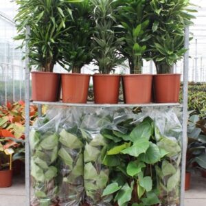 Indoor plants Mixkar Dracaena Fragrans Homalomena rubescens Maggy
(25 Plants/Order)(27cmP 120cmH)