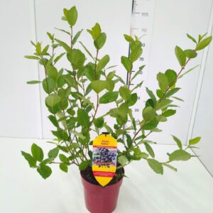 Aronia melanocarpa Rubina' 50-60C6
(1 Plants/Order)(24cmP 70cmH)