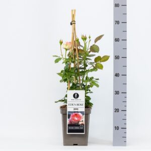 Rosa Eden pink 88 (H) C5, 4 stok 75cm
(1 Plants/Order)(23cmP 75cmH)