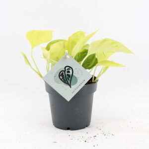 Epipremnum pinnatum Epipremnum Champs Élysées
(10 Plants/Order)(12cmP 25cmH)