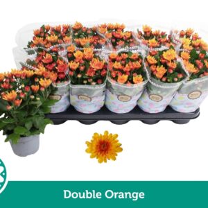 Chrysanthemum Mount Aubisque Amber Chrysanthemum Double Orange
(10 Plants/Order)(12cmP 25cmH)