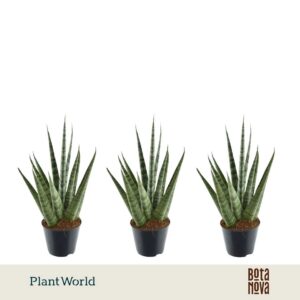 Sansevieria Cylindrica Sem
(12 Plants/Order)(8.5cmP 33cmH)